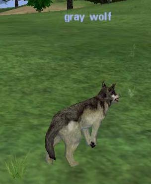 Picture of Gray Wolf